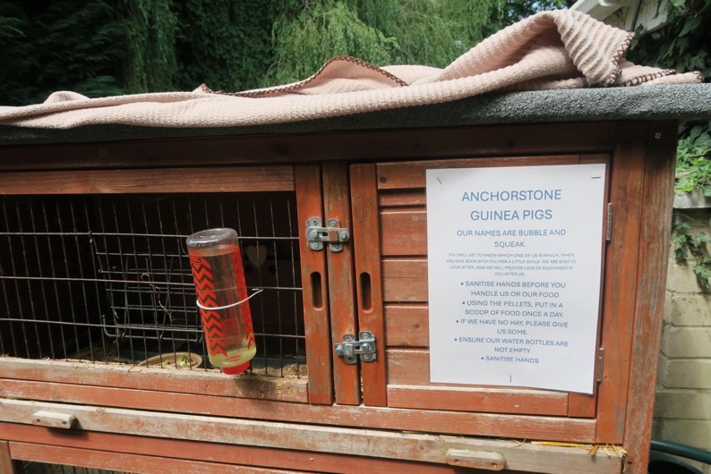 Anchorstone companion guinea pigs