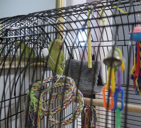 Companion Budgie bird